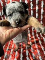 Cupcake, a female Australian Cattle Dog for sale in Kendallville, IN – Photo 3 of 10