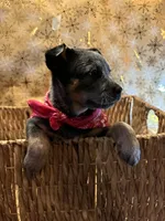 Cupcake, a female Australian Cattle Dog for sale in Kendallville, IN – Photo 6 of 10