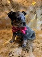 Cupcake, a female Australian Cattle Dog for sale in Kendallville, IN – Photo 7 of 10