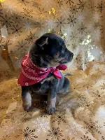 Cupcake, a female Australian Cattle Dog for sale in Kendallville, IN – Photo 8 of 10