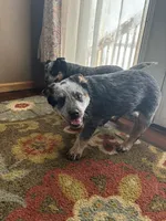 Cupcake, a female Australian Cattle Dog for sale in Kendallville, IN – Photo 2 of 10