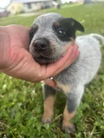 Steve, a male Australian Cattle Dog for sale in Kendallville, IN – 2 of 8