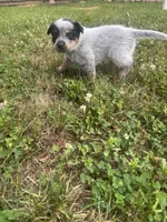 Larry, a male Australian Cattle Dog for sale in Kendallville, IN – 4 of 9
