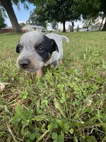 Pickles , a male Australian Cattle Dog for sale in Kendallville, IN – 7 of 10