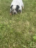 Chief, a male Australian Cattle Dog for sale in Kendallville, IN – 5 of 9