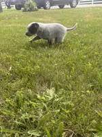 Pickles , a male Australian Cattle Dog for sale in Kendallville, IN – 9 of 10