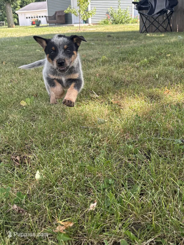 Larry – Australian Cattle Dog puppy for sale in Kendallville, IN