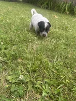 Daisy , a female Australian Cattle Dog for sale in Kendallville, IN – 4 of 4