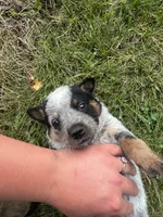 Chief, a male Australian Cattle Dog for sale in Kendallville, IN – 3 of 9