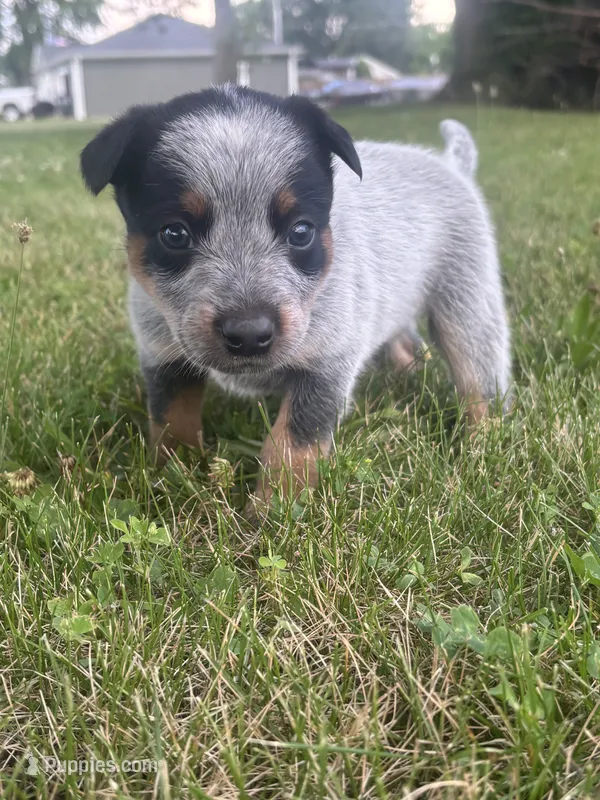 Steve – Australian Cattle Dog puppy for sale in Kendallville, IN