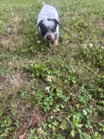 Larry, a male Australian Cattle Dog for sale in Kendallville, IN – 5 of 9
