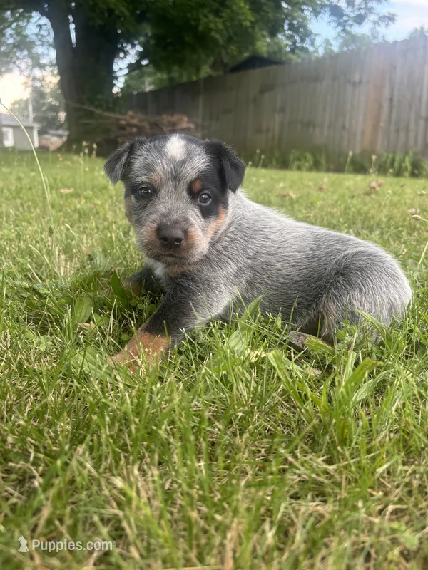 Buck – Australian Cattle Dog puppy for sale in Kendallville, IN