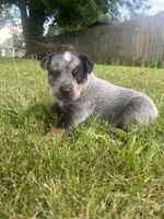 Buck, a male Australian Cattle Dog for sale in Kendallville, IN – 1 of 9
