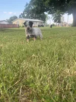 Sally, a female Australian Cattle Dog for sale in Kendallville, IN – 7 of 10