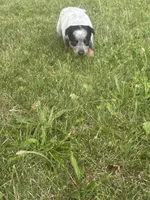 Steve, a male Australian Cattle Dog for sale in Kendallville, IN – 4 of 8