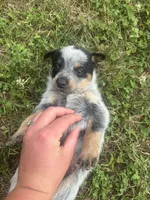 Larry, a male Australian Cattle Dog for sale in Kendallville, IN – 9 of 9