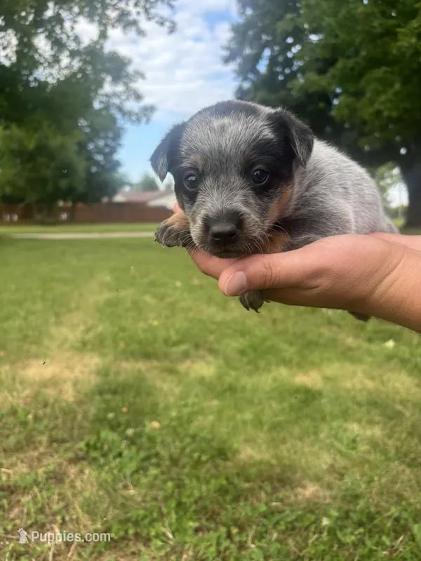 Rosita – Australian Cattle Dog puppy for sale in Kendallville, IN