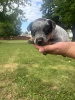 Rosita, a female Australian Cattle Dog for sale in Kendallville, IN – 1 of 7