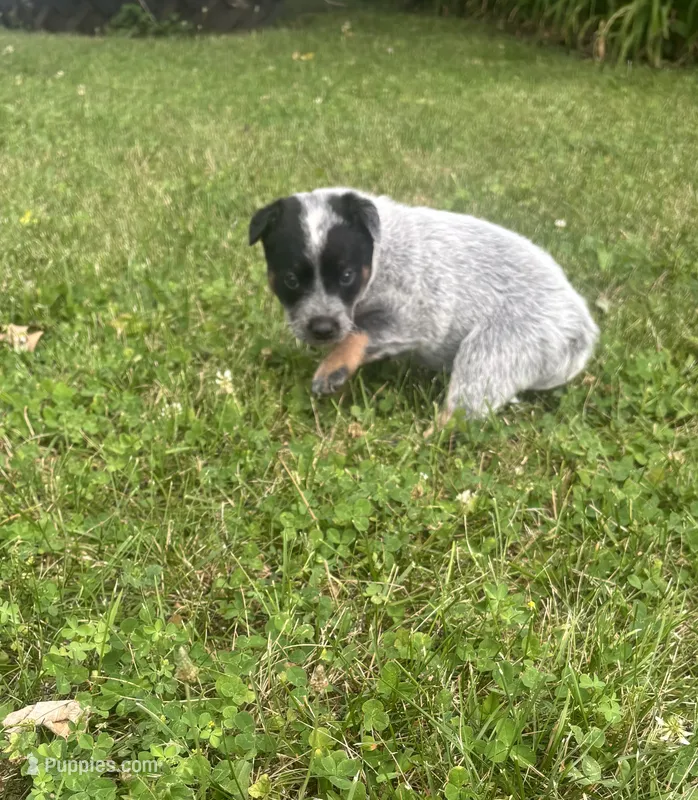 Daisy  – Australian Cattle Dog puppy for sale in Kendallville, IN