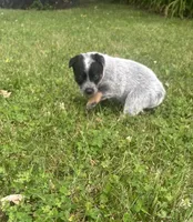 Daisy , a female Australian Cattle Dog for sale in Kendallville, IN – 1 of 4