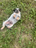 Larry, a male Australian Cattle Dog for sale in Kendallville, IN – 7 of 9