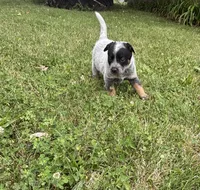 Daisy , a female Australian Cattle Dog for sale in Kendallville, IN – 2 of 4