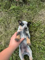 Sally, a female Australian Cattle Dog for sale in Kendallville, IN – 9 of 10