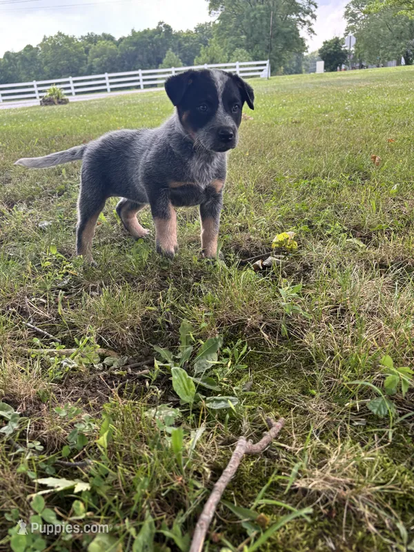 Daisy  – Australian Cattle Dog puppy for sale in Kendallville, IN