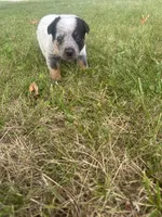 Chief, a male Australian Cattle Dog for sale in Kendallville, IN – 6 of 9