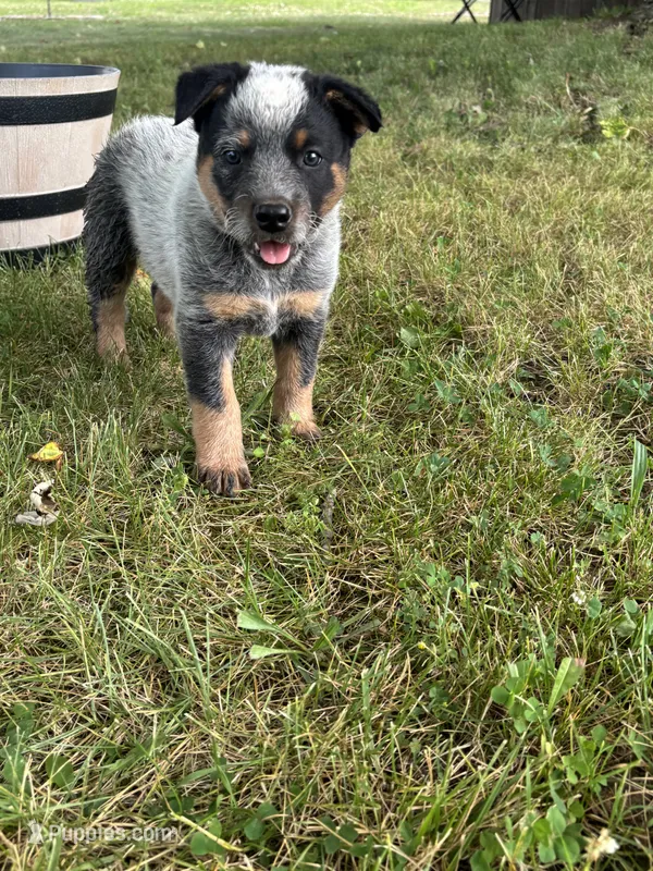 Chief – Australian Cattle Dog puppy for sale in Kendallville, IN