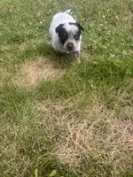 Larry, a male Australian Cattle Dog for sale in Kendallville, IN – 3 of 9