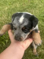 Buck, a male Australian Cattle Dog for sale in Kendallville, IN – 2 of 9