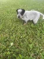 Steve, a male Australian Cattle Dog for sale in Kendallville, IN – 7 of 8