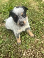 Larry, a male Australian Cattle Dog for sale in Kendallville, IN – 2 of 9