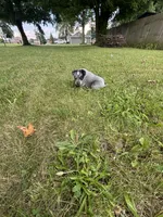 Buck, a male Australian Cattle Dog for sale in Kendallville, IN – 9 of 9