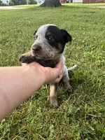Sally, a female Australian Cattle Dog for sale in Kendallville, IN – 4 of 10