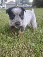 Sally, a female Australian Cattle Dog for sale in Kendallville, IN – 10 of 10