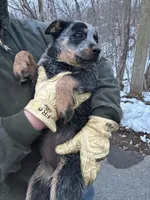 Patches, a female Australian Cattle Dog for sale in Kendallville, IN – Photo 5 of 10