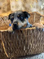 processed/857a27b8-664d-4980-a07c-34bd84c935a2/listing/b6270ec7-5425-40a0-a147-64eecd8dcf15/78c55d4e-ab3a-4c58-887a-e608780524d8