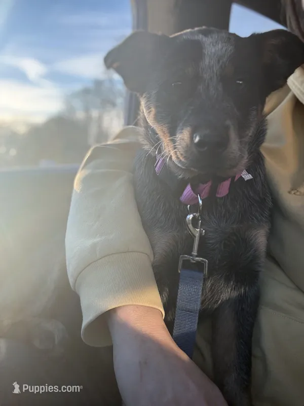 Patches – Australian Cattle Dog puppy for sale in Kendallville, IN