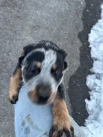 Patches, a female Australian Cattle Dog for sale in Kendallville, IN – Photo 7 of 10
