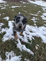 Patches, a female Australian Cattle Dog for sale in Kendallville, IN – Photo 6 of 10