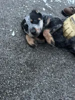 Patches, a female Australian Cattle Dog for sale in Kendallville, IN – Photo 2 of 10