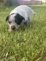 Sally, a female Australian Cattle Dog for sale in Kendallville, IN – 1 of 10