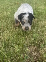 Sally, a female Australian Cattle Dog for sale in Kendallville, IN – 6 of 10