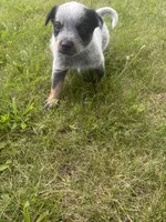 Pickles , a male Australian Cattle Dog for sale in Kendallville, IN – 6 of 10