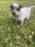 Larry, a male Australian Cattle Dog for sale in Kendallville, IN – 8 of 9
