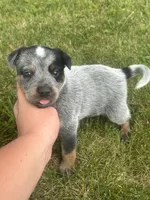 Buck, a male Australian Cattle Dog for sale in Kendallville, IN – 8 of 9