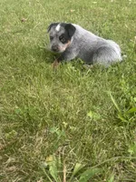 Buck, a male Australian Cattle Dog for sale in Kendallville, IN – 7 of 9