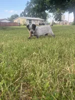 Sally, a female Australian Cattle Dog for sale in Kendallville, IN – 5 of 10